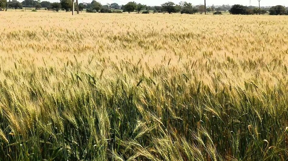 MP Sharbati Wheat Golden Soil Fields